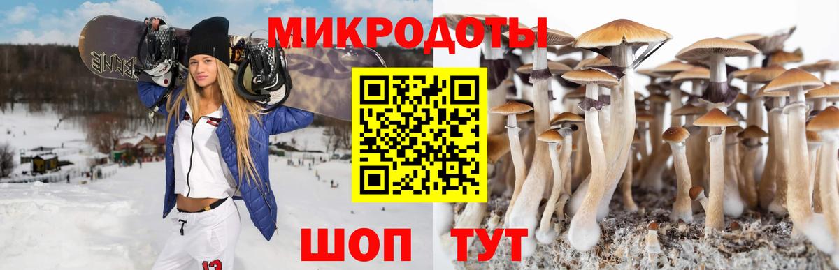 Псилоцибиновые грибы Psilocybe Абакан